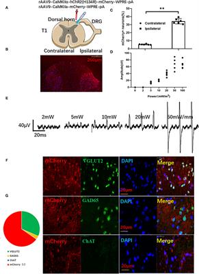 Optical Activation of the Dorsal Horn of the Thoracic Spinal Cord Prevents Ventricular Arrhythmias in Acute Myocardial Ischemia-Reperfusion Rats